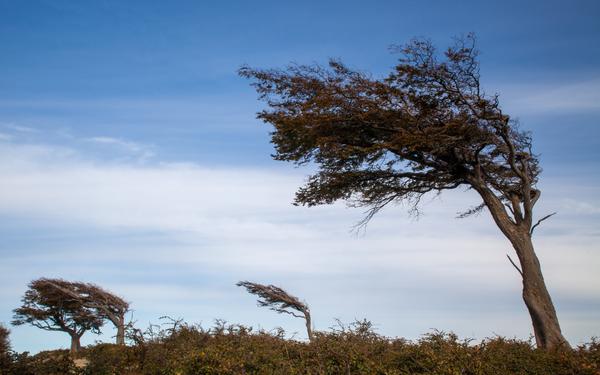 Baum im Wind