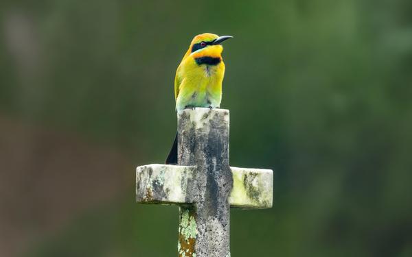Der Bienenfresser ist ein anpassungsfähiges Geschöpf Gottes